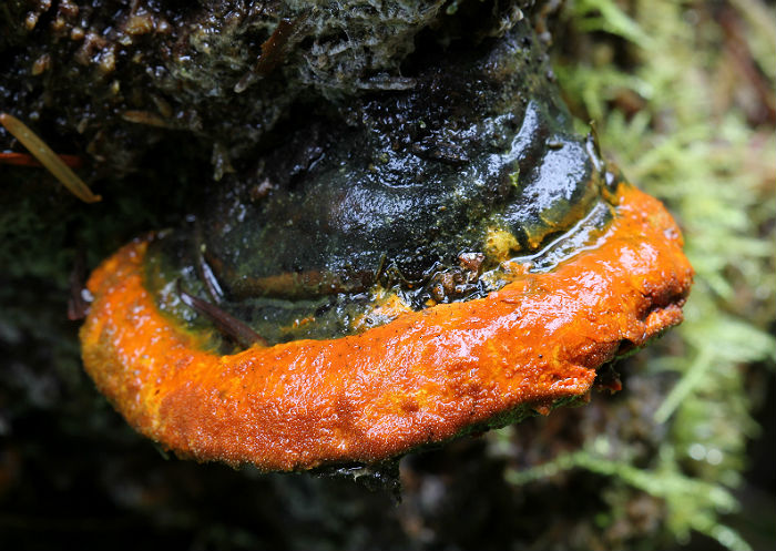 bracket fungus